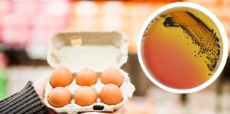 Salmonella nelle uova - RicettaSprint