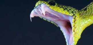 Serpente nella busta di insalata comprata al supermercato