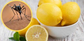 Zanzare trucco del limone - RicettaSprint