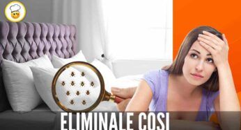 Cimici in camera da letto? Puoi dire addio una volta e per tutte, ecco come fare!