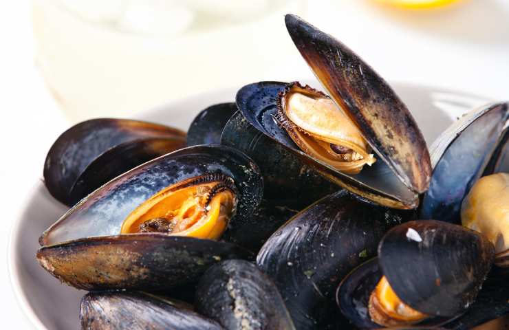 cozze