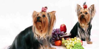Frutta per i cani si o no - RicettaSprint