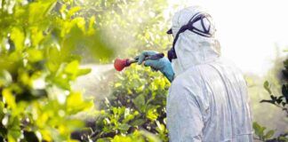 Qual è il frutto estivo più contaminato e come evitare rischi