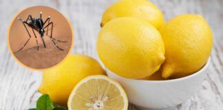 Zanzare rimedio naturale con il limone - RicettaSprint