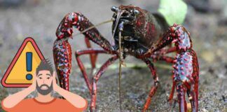 Gambero della Louisiana, dove è stato avvistato in Italia