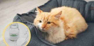 Gatti a casa bicarbonato - RicettaSprint