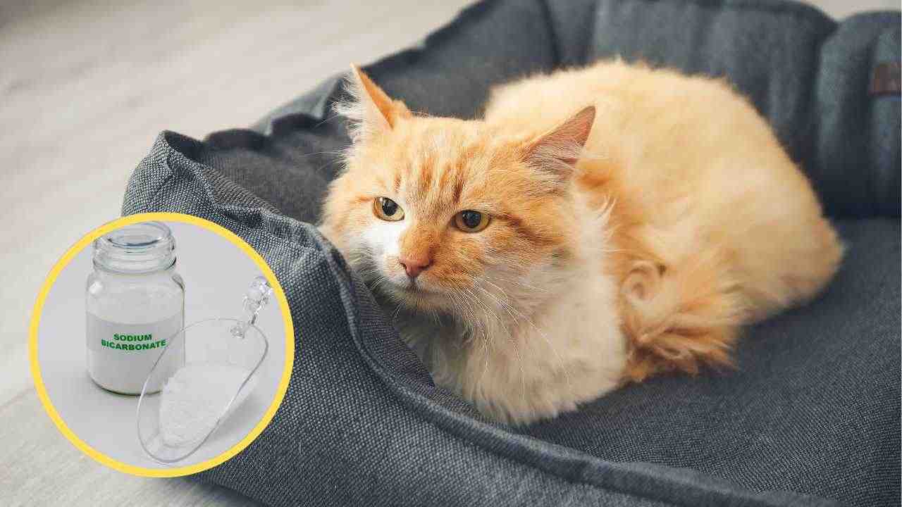 Con gatti in casa diventa tutto diventa un delirio? Ti consiglio di usare il bicarbonato  --- (Fonte immagine: https://www.ricettasprint.it/wp-content/uploads/2023/09/Gatti-a-casa-bicarbonato-20230906-RicettaSprint.jpg)
