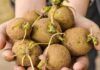 Possiamo mangiare le patate germogliate? - RicettaSprint