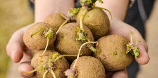 Possiamo mangiare le patate germogliate? - RicettaSprint