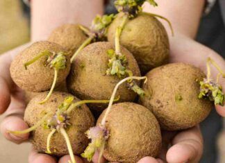 Possiamo mangiare le patate germogliate? - RicettaSprint