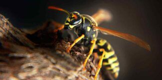 Tieni lontano le vespe da casa - RicettaSprint