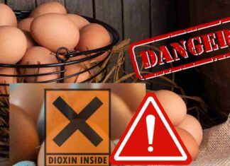 Diossina nelle uova dove permane un potenziale grosso rischio