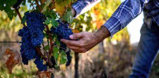 Viti risalenti alla storia antica riportate alla produttività