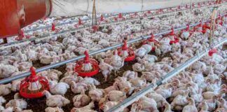 Maltrattamento di animali negli allevamenti di polli di Lidl