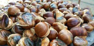 Castagne cotte in padella - RicettaSprint