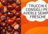 Come conservare a lungo le castagne trucchi e consigli per averle sempre fresche