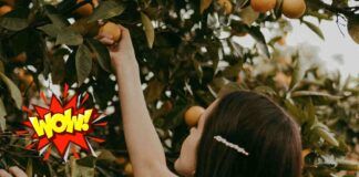 Guadagna quattromila euro al mese raccogliendo frutta in Australia