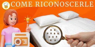 Sai riconoscere le cimici dei letti Tutto quello che non sai!