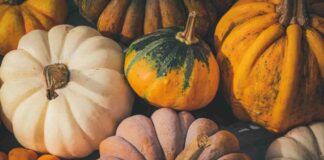 Prendi le zucche di Halloween - RicettaSprint