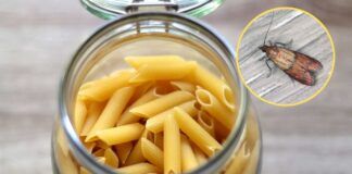 Farfalline della pasta in dispensa - RicettaSprint