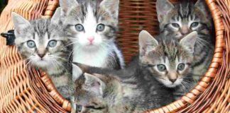 Gatti e macellazione, salvati mille animali in Cina