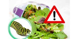 Bruco vivo nell'insalata, il marchio è Bonduelle