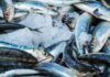 Come capire se il pesce è fresco quando fai la spesa