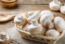 funghi