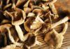 Funghi secchi non commettere errori - RicettaSprint