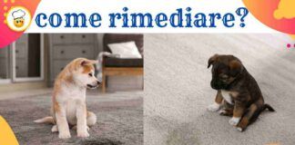 Macchie di pipì di cane e gatti sui tappeti Ecco come rimediare e non rimarrà nessun alone e puzza
