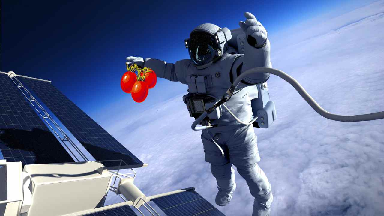 Com'è fatto il San Marziano, il pomodoro degli astronauti