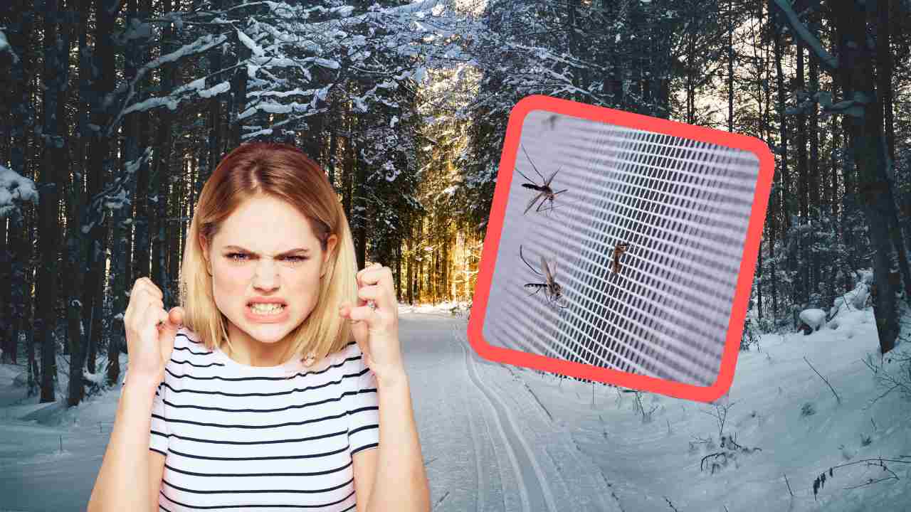 Zanzare in inverno cosa fare per non farsi pungere e perché ci sono