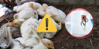 Influenza aviaria infetta una bambina di due anni a Hong Kong, ma per possibile contatto con altra persona contagiata