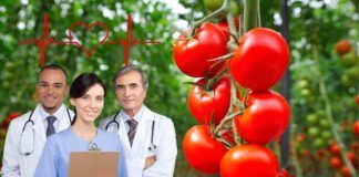 Pomodori efficaci contro la Salmonella Typhi, lo conferma uno studio