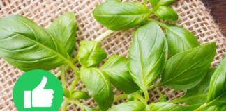 Come e quando piantare il basilico, il periodo migliore