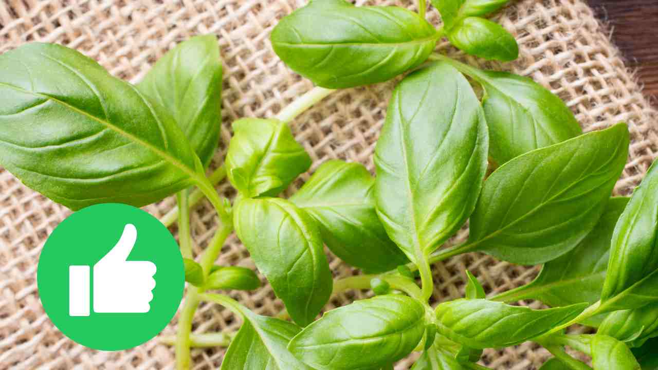 Come e quando piantare il basilico, il periodo migliore