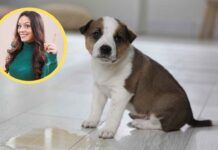 Disabituante naturale per cani - RicettaSprint