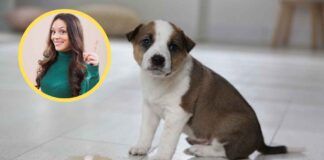 Disabituante naturale per cani - RicettaSprint
