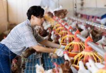 Gli allevamenti di polli in Italia, nomi diversi ma produttori sempre uguali