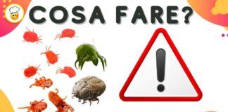Attenzione agli acari della polvere se fai così possiamo ridurre la loro presenza