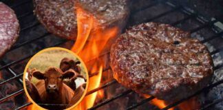 Quante mucche vengono macellate per produrre un singolo hamburger?