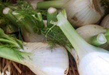 Dietetica, buona e facile da fare: l’insalatina di finocchi al forno merita più di un applauso, la mangi e dimagrisci