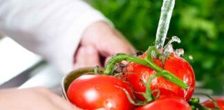 Quale è l'acqua ideale per innaffiare le piante di pomodoro per avere frutti polposi e dolci? - RicettaSprint