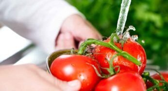 Quale è l’acqua ideale per innaffiare le piante di pomodoro per avere frutti polposi e dolci?