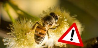 Miele d'acacia, produzione a rischio per colpa del cambiamento climatico