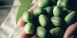 Cucamelon da dove viene e che sapore ha