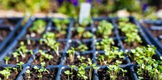 Come realizzare un giardino verticale in casa, è molto semplice