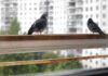 Come fare per allontanare i piccioni dai balconi di casa nostra