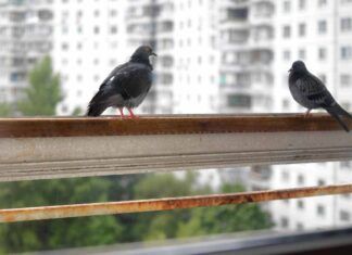Come fare per allontanare i piccioni dai balconi di casa nostra