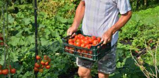 Emergenza siccità in Sicilia, le conseguenze sono molto gravi